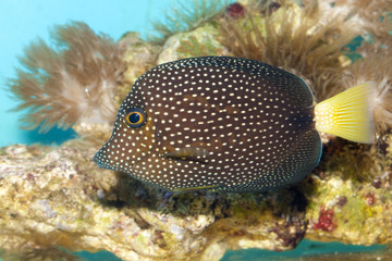 Gem Spotted Tang