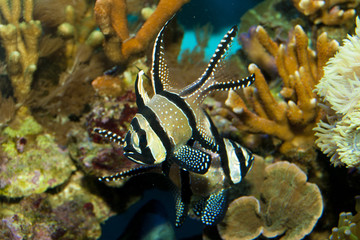 Kaudern's Cardinalfish in Aquarium