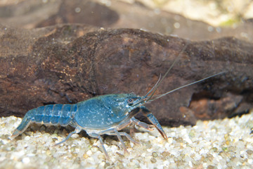 European Crayfish (Astacus astacus)