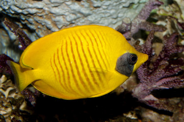 Obraz premium Bluecheek Butterflyfish (Chaetodon semilarvatus)