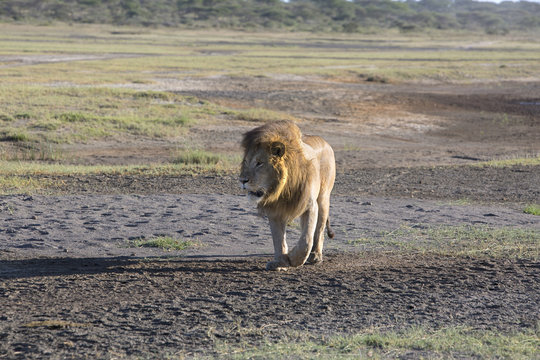 African lion Panthera patrolling territory