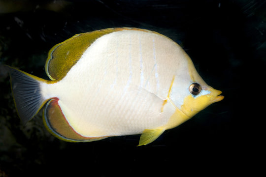 Yellowhead butterflyfish (Chaetodon xanthocephalus)