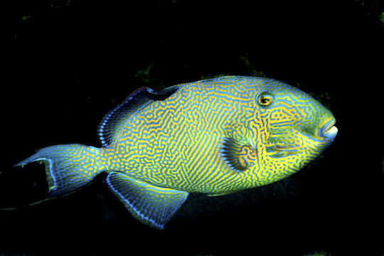 Yellowspotted Triggerfish (Pseudobalistes fuscus)
