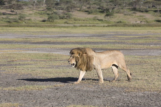 African lion Panthera patrolling territory