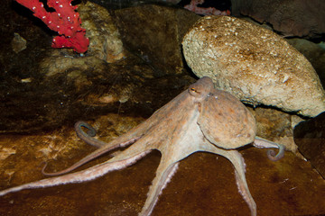 Octopus (Octopus vulgaris)