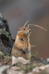 Ground squirrel