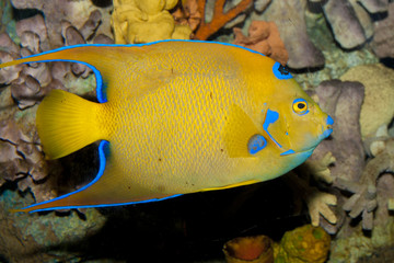 Queen Angelfish (Holacanthus ciliaris)