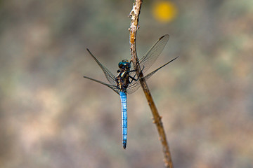 The dragonfly is resting