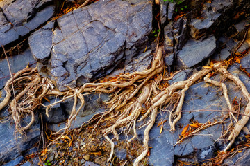 roots on the rock