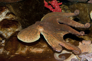 Octopus (Octopus vulgaris)