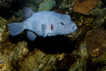 Guineafowl Puffer (Arothron meleagris)