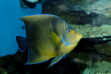 Koran Angelfish (Pomacanthus semicirculatus)