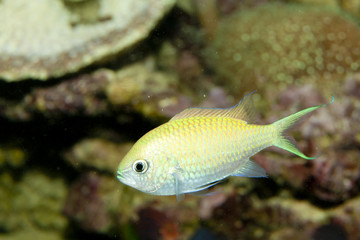 Blue Green Reef Chromis (Chromis viridis)