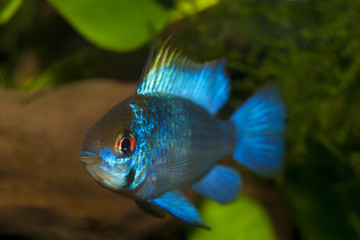 Blue Ram (Mikrogeophagus ramirezi)