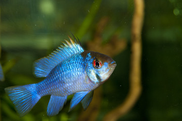 Blue Ram (Mikrogeophagus ramirezi)