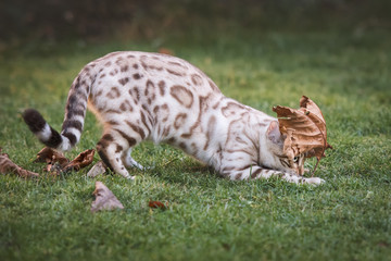 White Bengal chasing Leaf