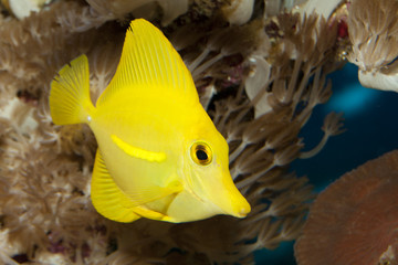 Yellow Tang Fish (Zebrasoma flavescens)