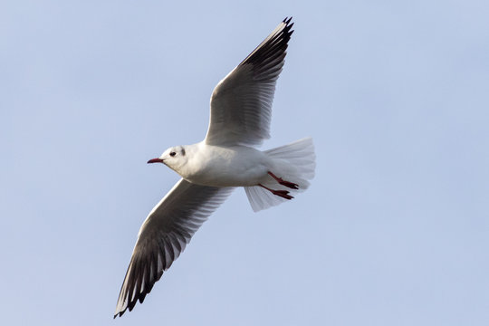 Brown headed gull, during winter plumage.