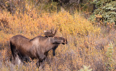 Elch Elk Moose
