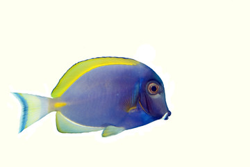 Naklejka premium Blue Powder Tang