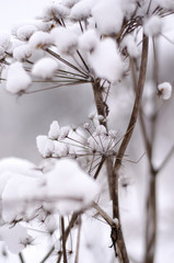 Umbrella plant in winter