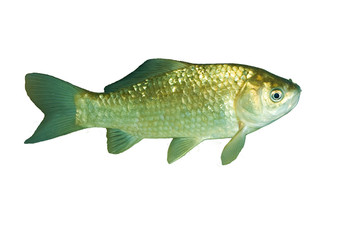 Crucian carp (Carassius gibelio)