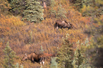 Elch Elk Moose