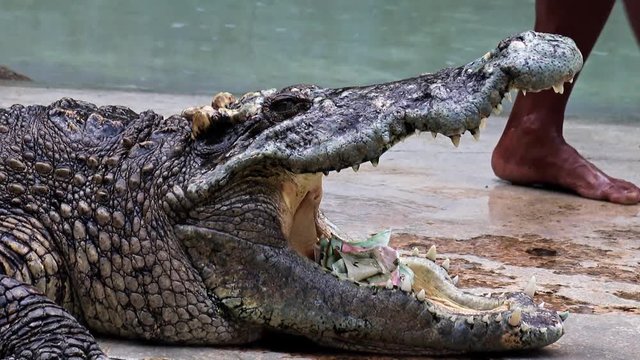 Tamer of animals make hazardous show with dangerously crocodiles.