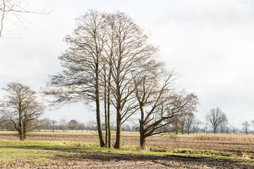 Obraz premium Baumgruppe