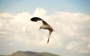 Seagull in the sky. Heavenly bird.