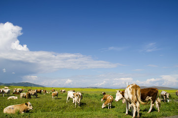 Obraz premium Cows in a meadow.