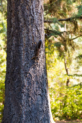 Obraz premium Upside-down Squirrel