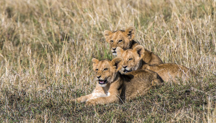 Fototapeta na wymiar Three lion cub siblings watching their parents hunt zebra in Kenya's Masai Mara National Park.