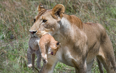 Fototapeta na wymiar Lioness carries her cub back to their den in Kenya's Masai Mara National Park.