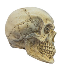 Skull model without jaw bone on isolated white background.for Clipping Path.