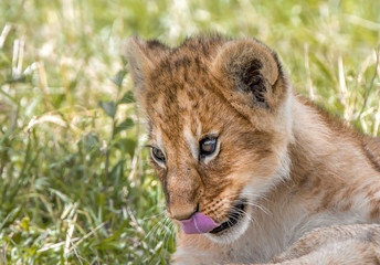 Obraz na płótnie Canvas Close up of Lion Cub in Kenya's Masai Mara
