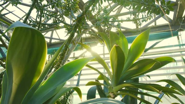 Exotic Tropical Flora and Green Vegetation illuminated by Warm Sun Rays