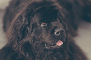 Fototapeta premium Newfoundland dog at home is lying on the floor.