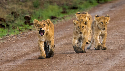"Hup, Two, Three, Four!"  It looks like this lion cub was calling out cadence as his pride strolled down this dirt road in Masai Mara National Park in Kenya.