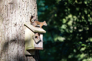 Squirrel on a Birdhouse