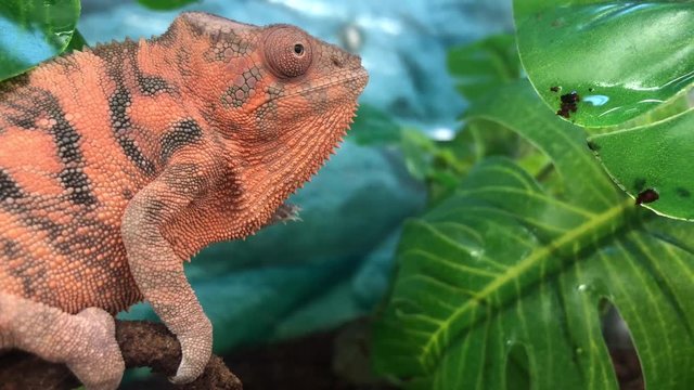 4K HD Video of one panther chameleon on brown soil with ferns in background. The panther chameleon (Furcifer pardalis) is a species of chameleon found in the eastern and northern parts of Madagascar.