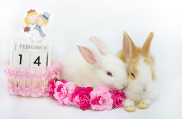 Two rabbits sitting on pink flowers with calendar 14 February, isolated white background.