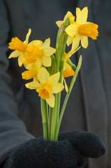 closeup of daffodil flowers in hand with wool gloves  in outdoor
