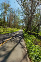 road through an eucalyptus forest maui hawaii