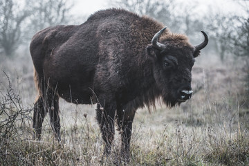 European bison © vasekrak