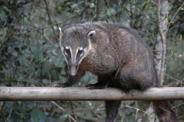 Obraz premium raccoon