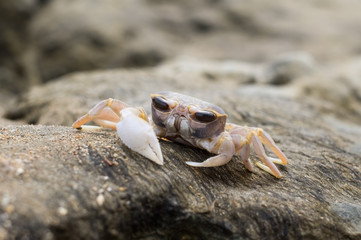 Small crab with huge eyes on a stone near a sea. Strange marine animal