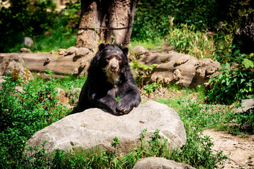 Black bear in wilderness. Black Bear portrait