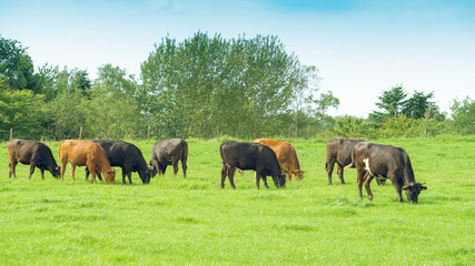 Obraz premium Herd of cows. Cows on the field