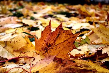 Yellow autumn fallen maple leaves